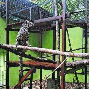 Clouded Leopard Moves House