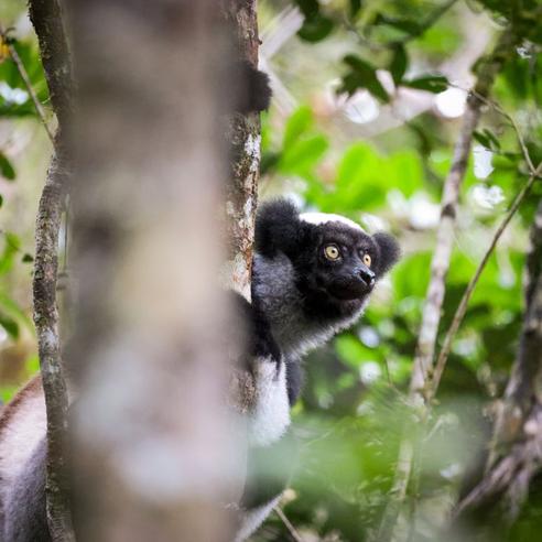 Lemur Research Project in Madagascar
