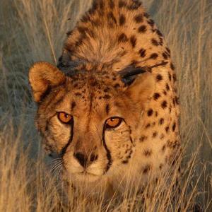 Carnivore Conservation and Research