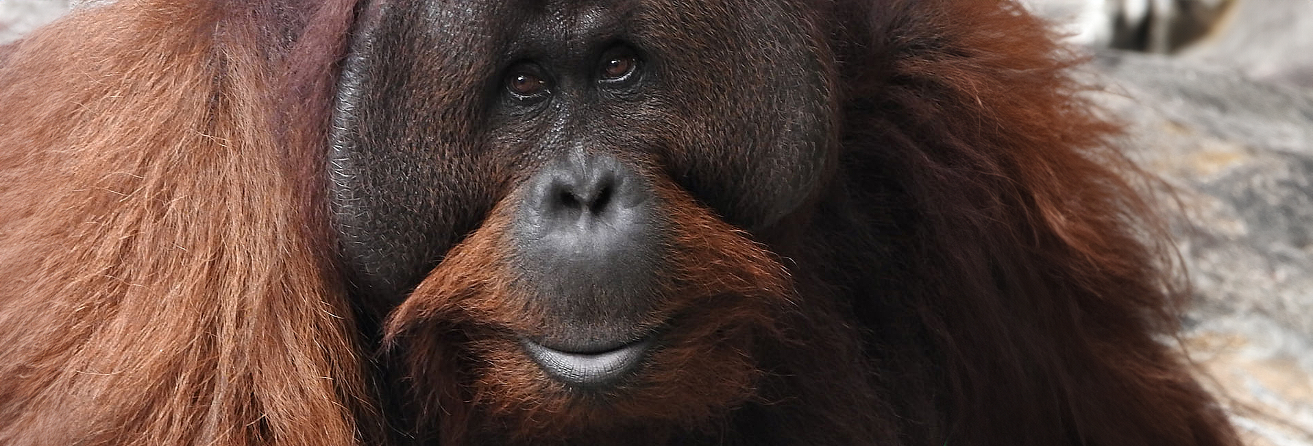 A New Rescue, An Old Face, A Re-rescue Story!