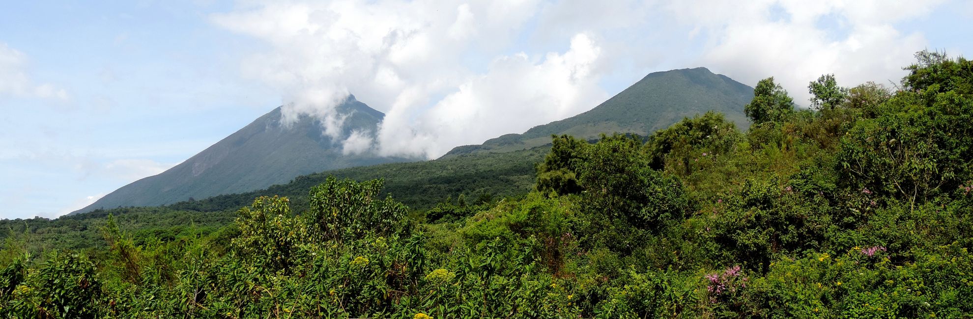 Leeann Reviews The Great Gorilla Project! 