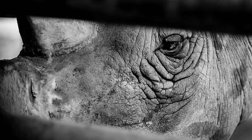 World Conservation Day - The Animals Need Your Help.