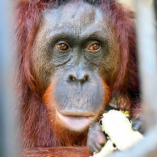 Five Orangutans Set for Life in the Wild Ahead of Release in Borneo