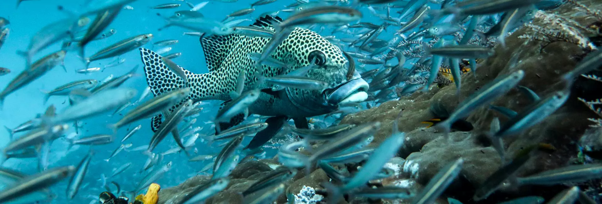 UPDATE! Wildlife Conservation Is EVERYBODY'S Concern - 50% Of All Species Could Be Endangered By Mid Century