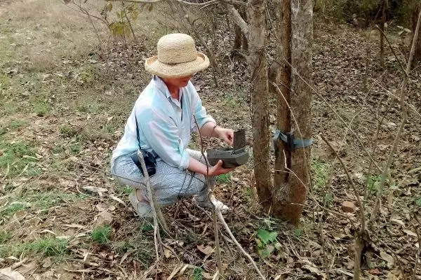 Tiger Conservation & Camera Trapping