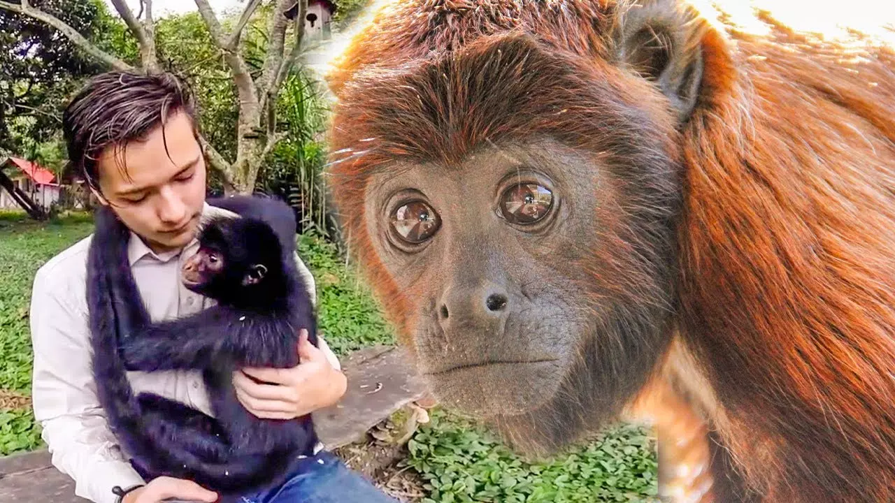 A Volunteer Experience From The Bolivia Wildlife Sanctuary! 