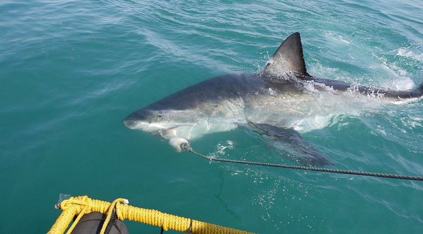 The Plight of Sharks