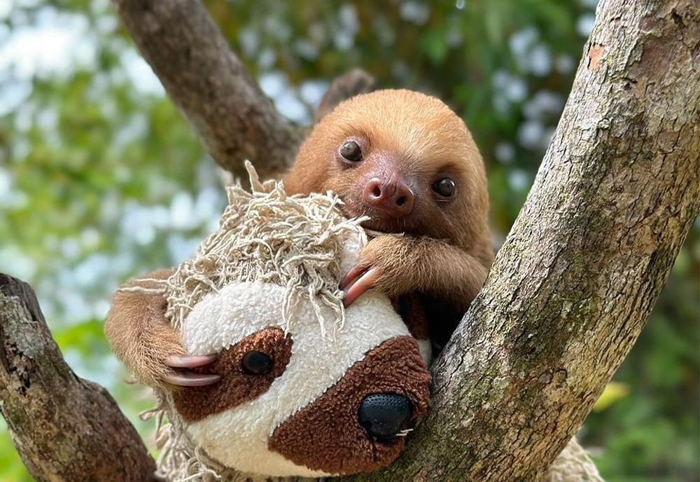 Aid Sloth Conservation And Wildlife Protection The Great Projects