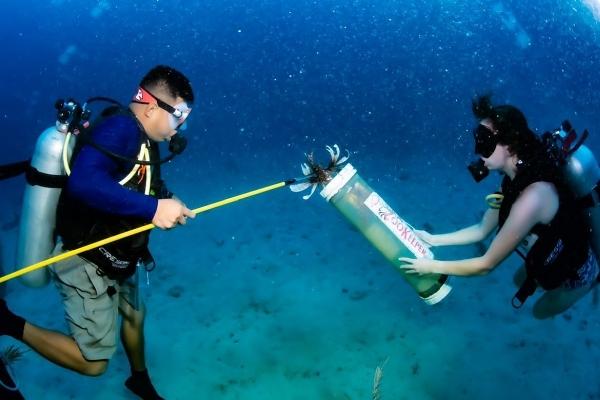 Invasive Species Removal