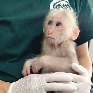 Recent Rescues & A Release At The Laos Wildlife Sanctuary!