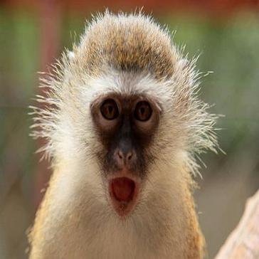 Top 8 Photogenic Animals