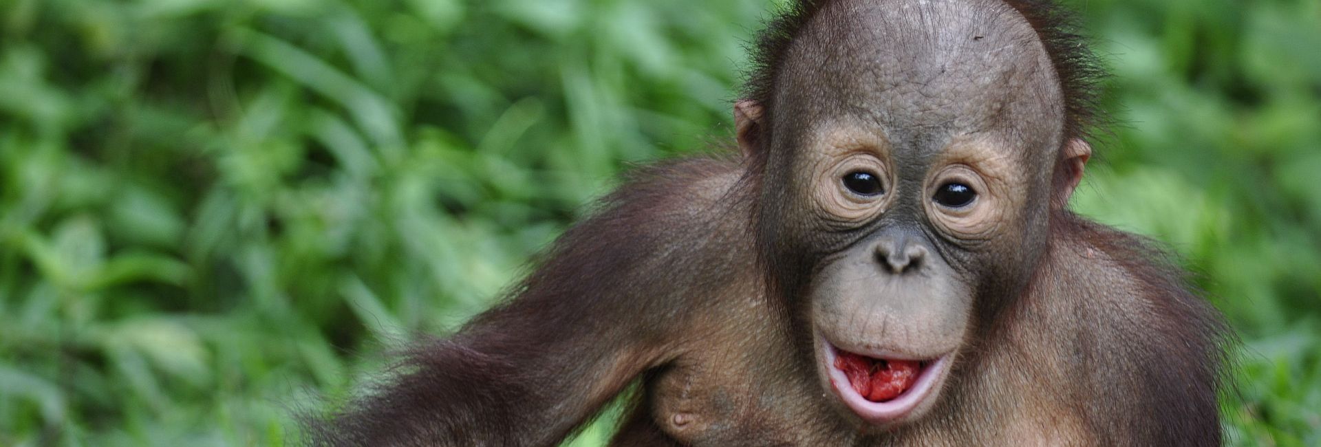 Save 15% Off Of Your Place On The Samboja Lestari Orangutan Volunteer Project!