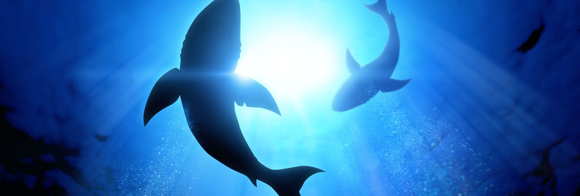 Shark Awareness Day 2018 - An Animal To Be Revered, Not Feared