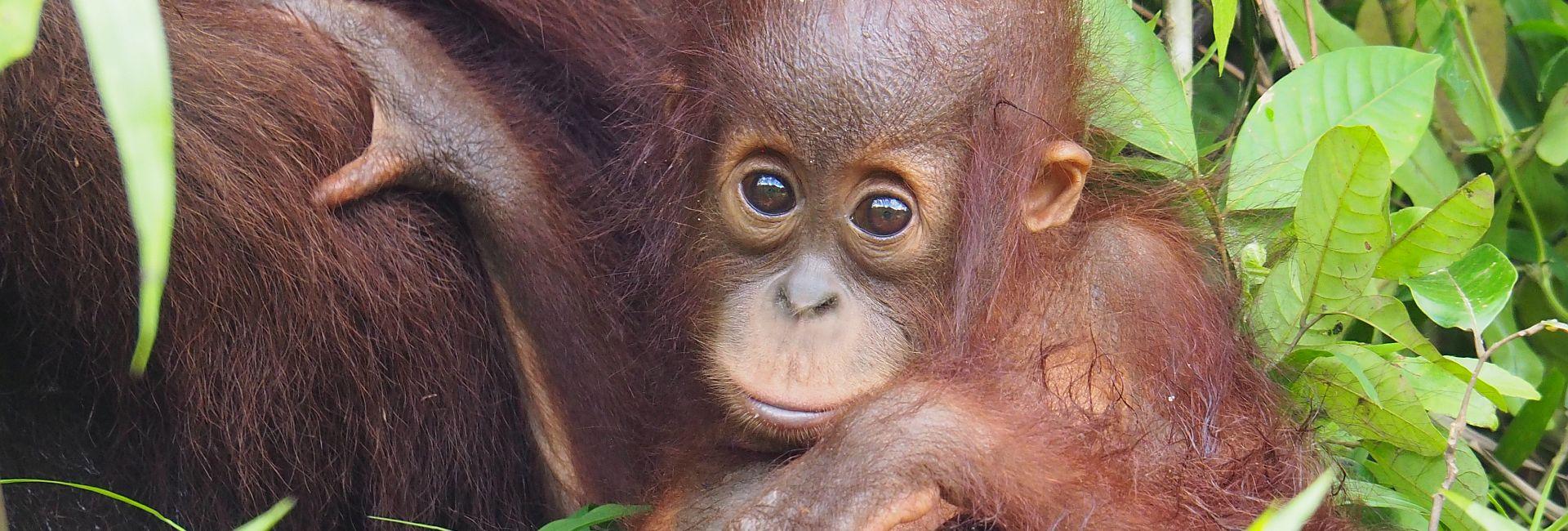 Samboja Lestari Orangutan Project