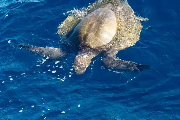Sea Turtle
