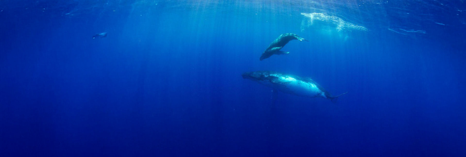 Experience Humpback Whale Season In Mozambique This Summer! 