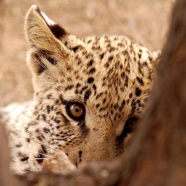 Check Out Our Volunteer Review Video For The Namibia Wildlife Sanctuary!