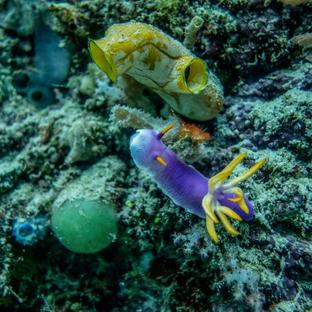 World Wildlife Day 2019: Life Below Water – For People and Planet