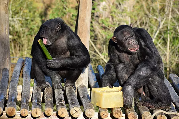 Enrichment at Chimp Eden - The Jane Goodall Institute