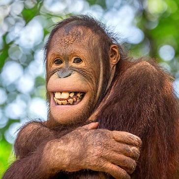 Our Favourite Funny Orangutans