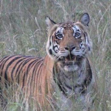 Big Cat Week (looking at tiger conservation)