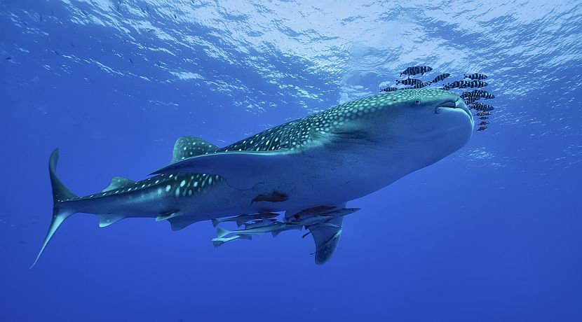 International Whale Shark Day 2016 - They Need Our Help! 