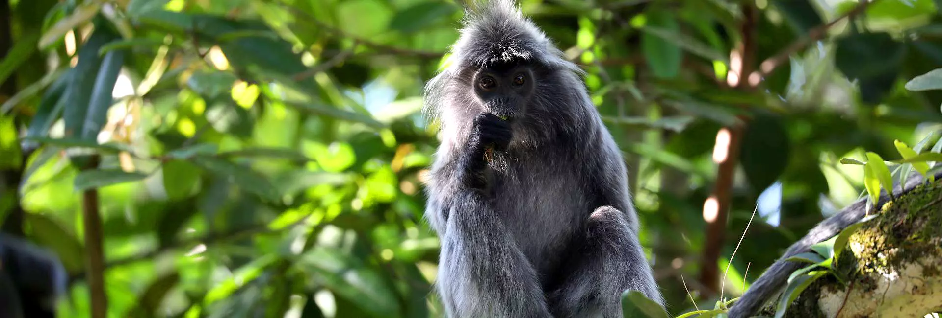 Monkeys