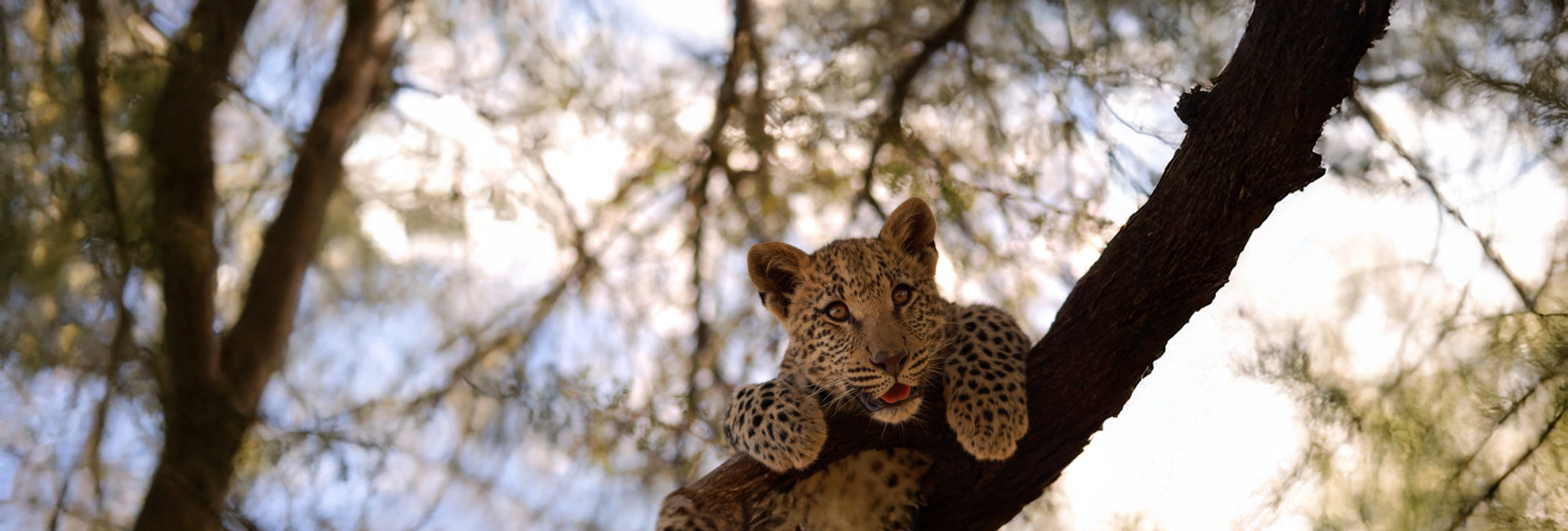 Check Out Our Volunteer Review Video For The Namibia Wildlife Sanctuary!