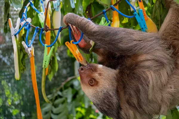 Enrichment at the Sloth Conservation and Wildlife Experience