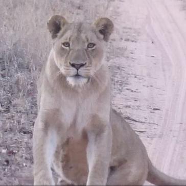 2 Lionesses Try To Break In To The White Lion Project In South Africa! 