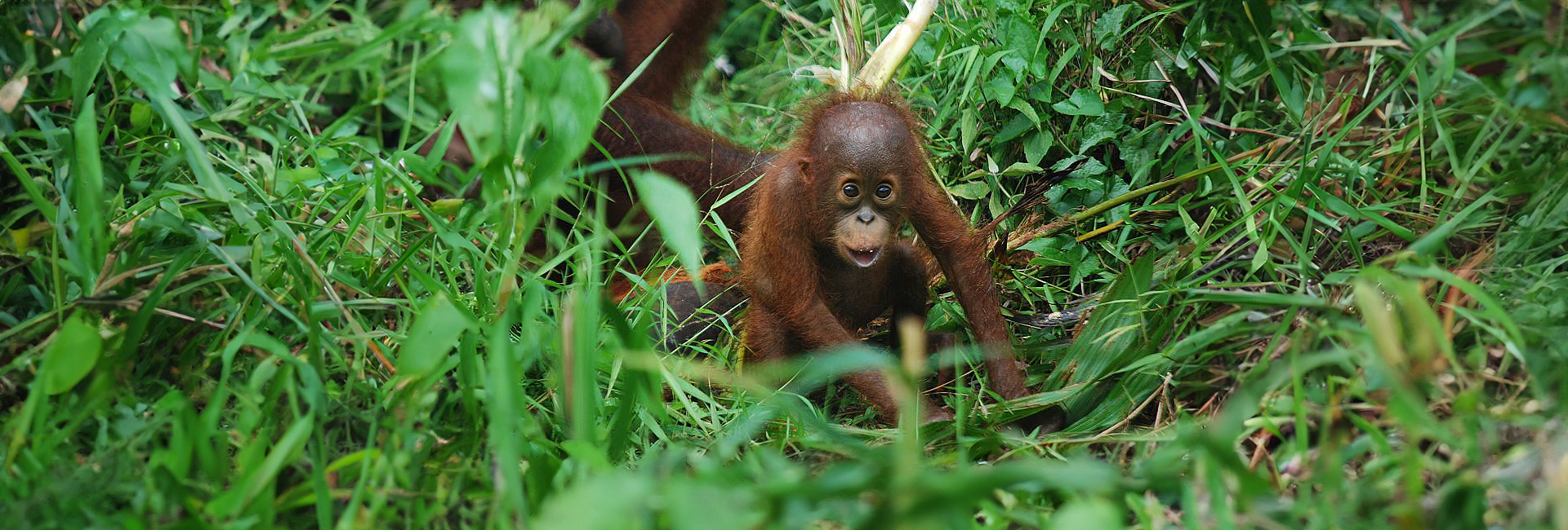 Kate Looks Back At A Successful 2017 At Samboja Lestari!