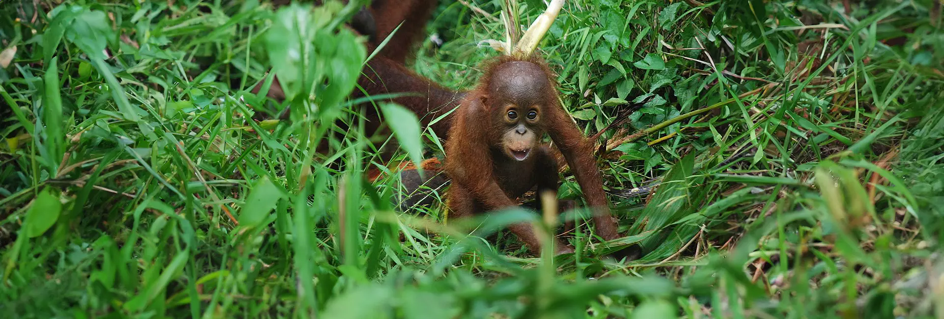 Kate Looks Back At A Successful 2017 At Samboja Lestari!