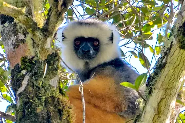Diedem Sifaka Spotted During Lemur Survey