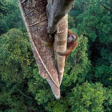 Wildlife Photographer Of The Year - The Winner's List