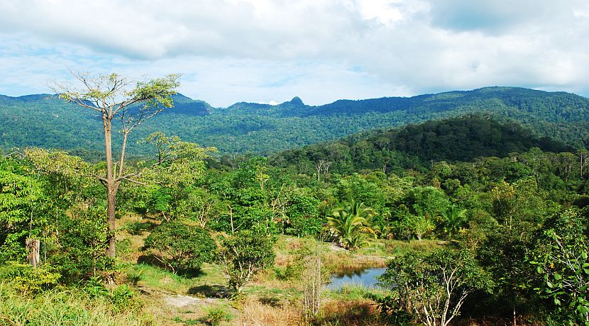 Sun Bear Rescue At Matang Wildlife Centre!