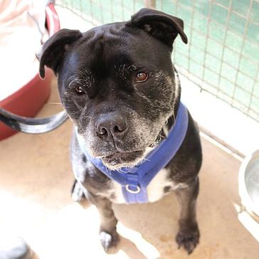 International Day Of Charity - The Great Projects Pay A Visit To The National Animal Welfare Trust!