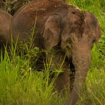 Ellie's 19 Top Tips For The Great Elephant Project!