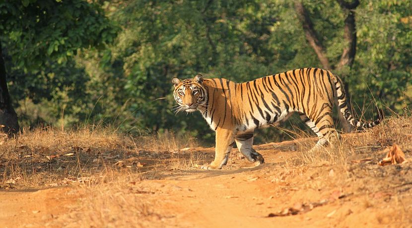 Interview With Indian Naturalist From The Tiger Trails Project! 