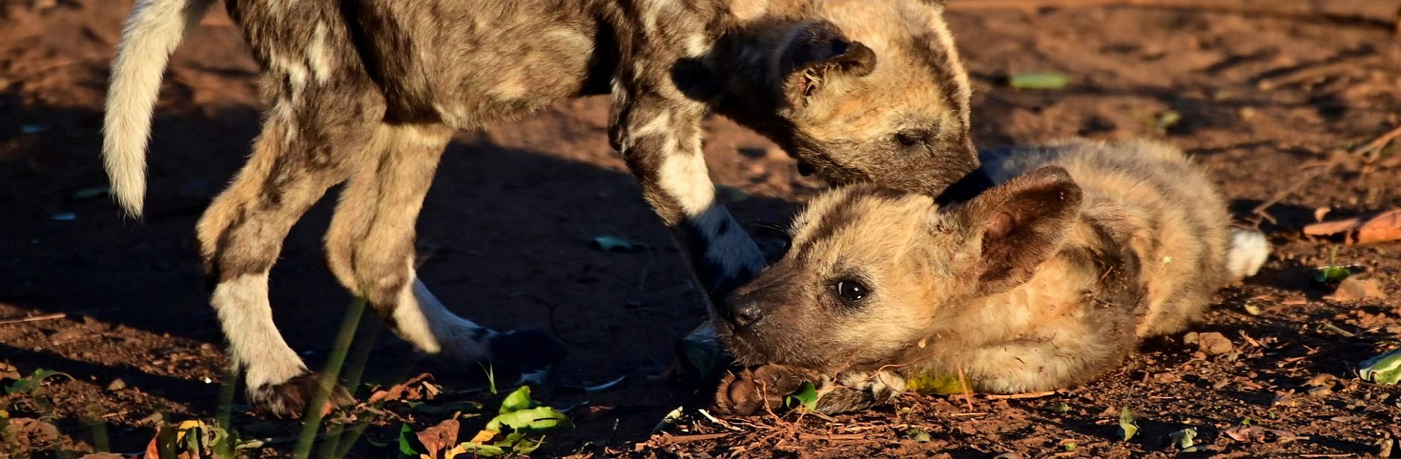 Zululand’s Remarkable Painted Puppies Reared By Pack Males!