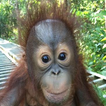 Josh's Story - The Orphaned Baby Orangutan