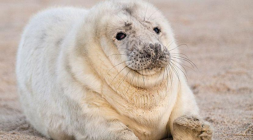 Top 8 Unphotogenic Animals