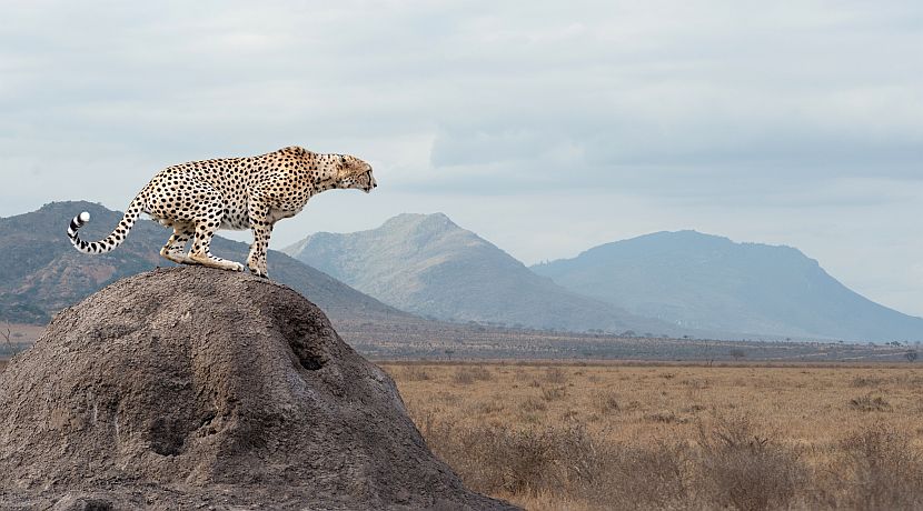 ​UN World Wildlife Day - Wildlife Around The World Is Struggling