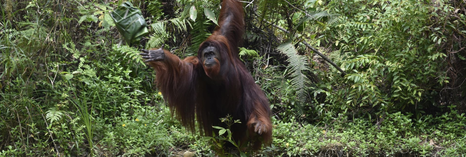 An Update from the Samboja Lestari Orangutan Project!