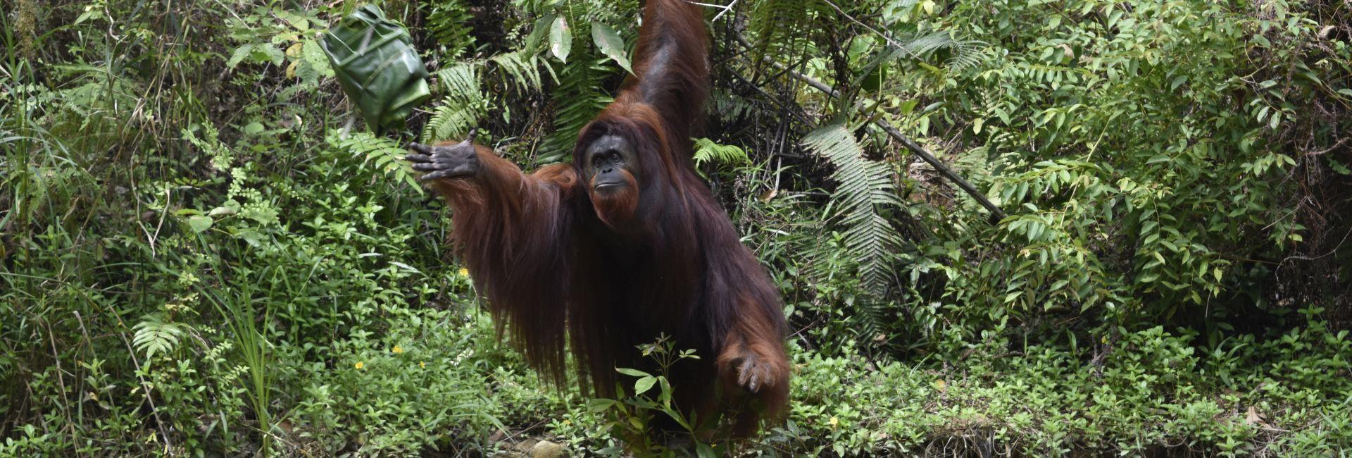 An Update from the Samboja Lestari Orangutan Project!