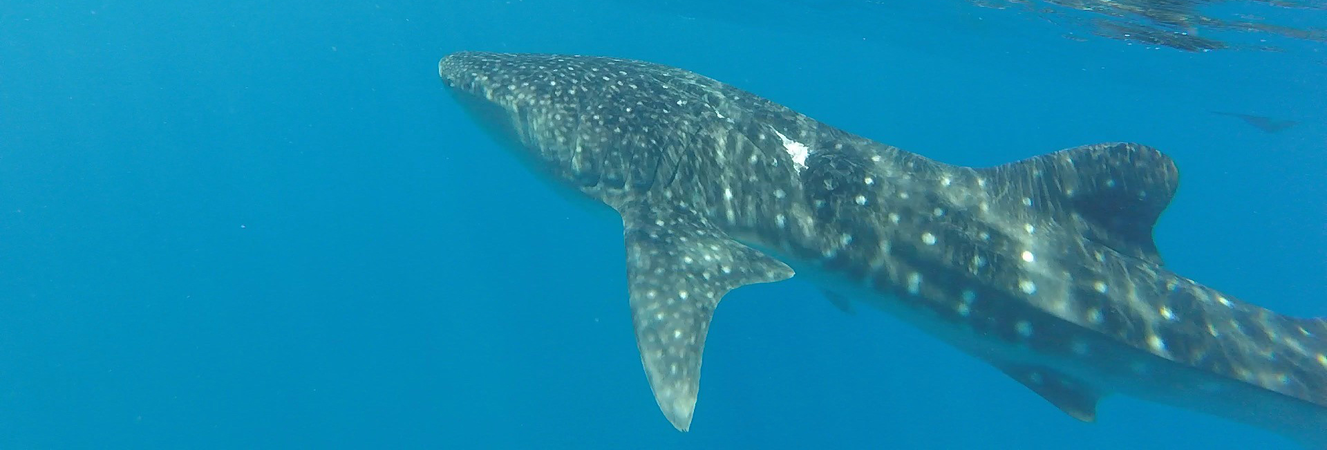 Will's Experience on the Whale Shark Research Project