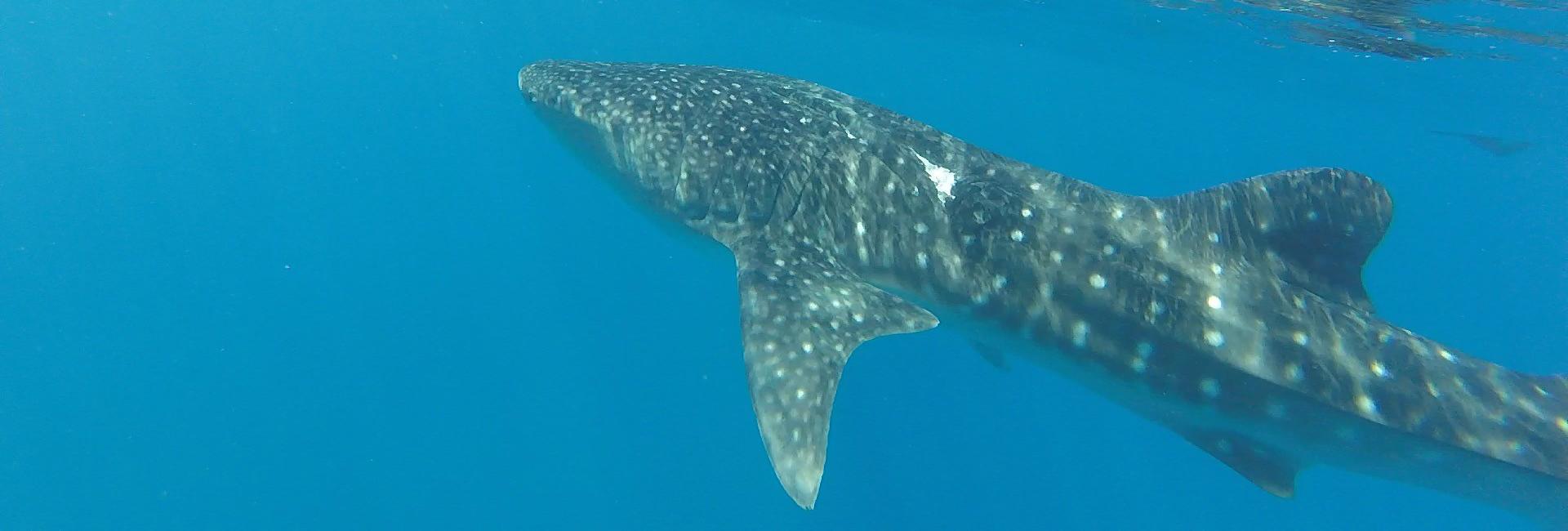 Will's Experience on the Whale Shark Research Project