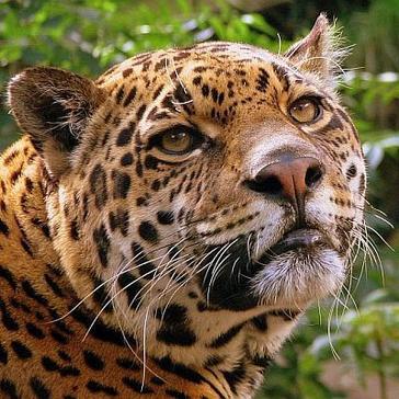 The Great Projects Wildlife Volunteering Holiday in Peru