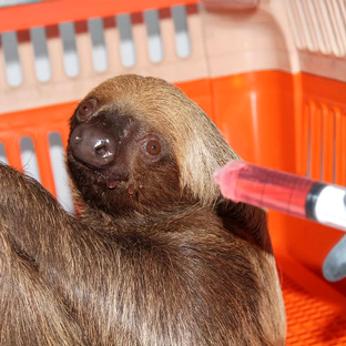 Peru Wildlife Sanctuary Rescues Over 100 Confiscated Animals