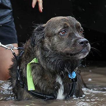 Help Throughout The Hurricane – How Those Affected By Hurricanes Harvey and Irma Have Worked To Protect The Animals Caught Up In The Storm