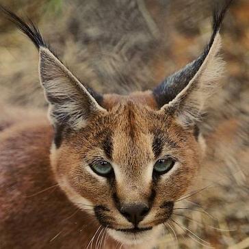 Big Cat Conservation Efforts